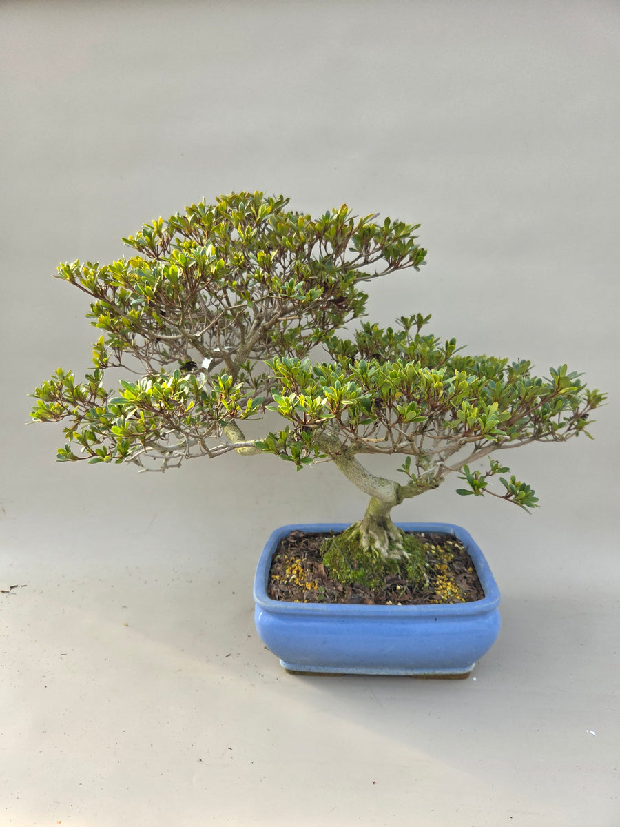 Bonsai-Azalee Zenbazuru – Bonsai winkel