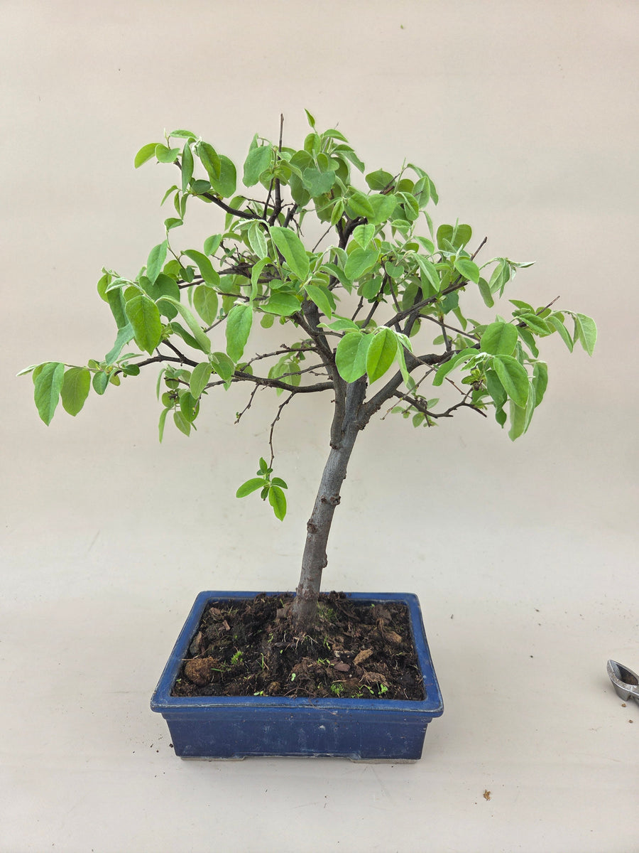 quitte bonsai Cydonia oblonga Quitte – Bonsai winkel