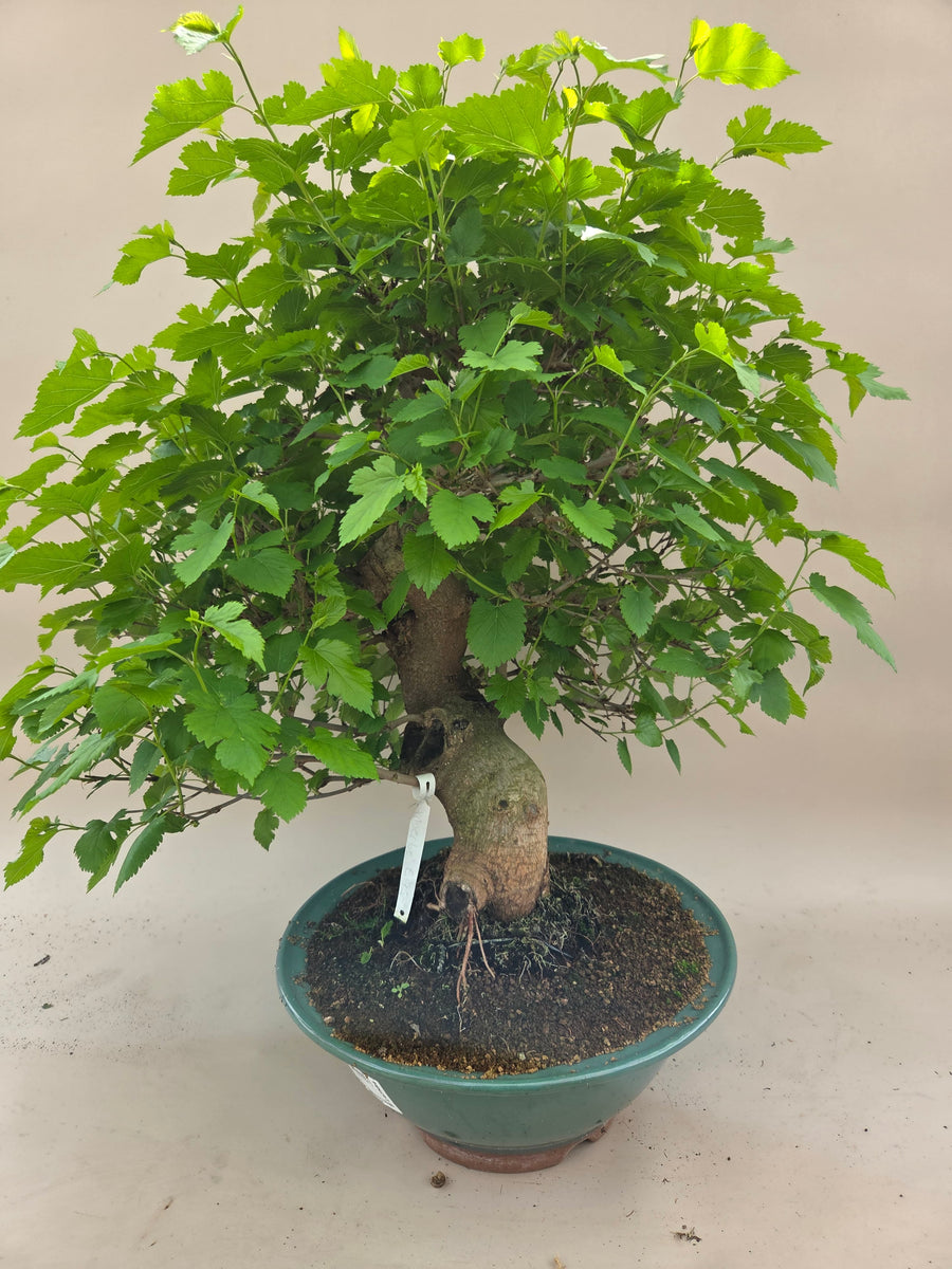 Bonsai-Maulbeerbaum – Bonsai winkel