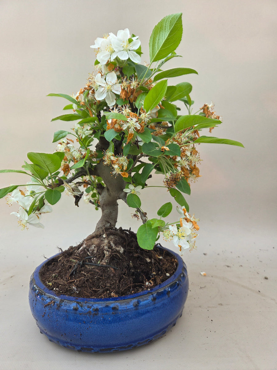 Bonsai Malus evereste – Bonsai winkel