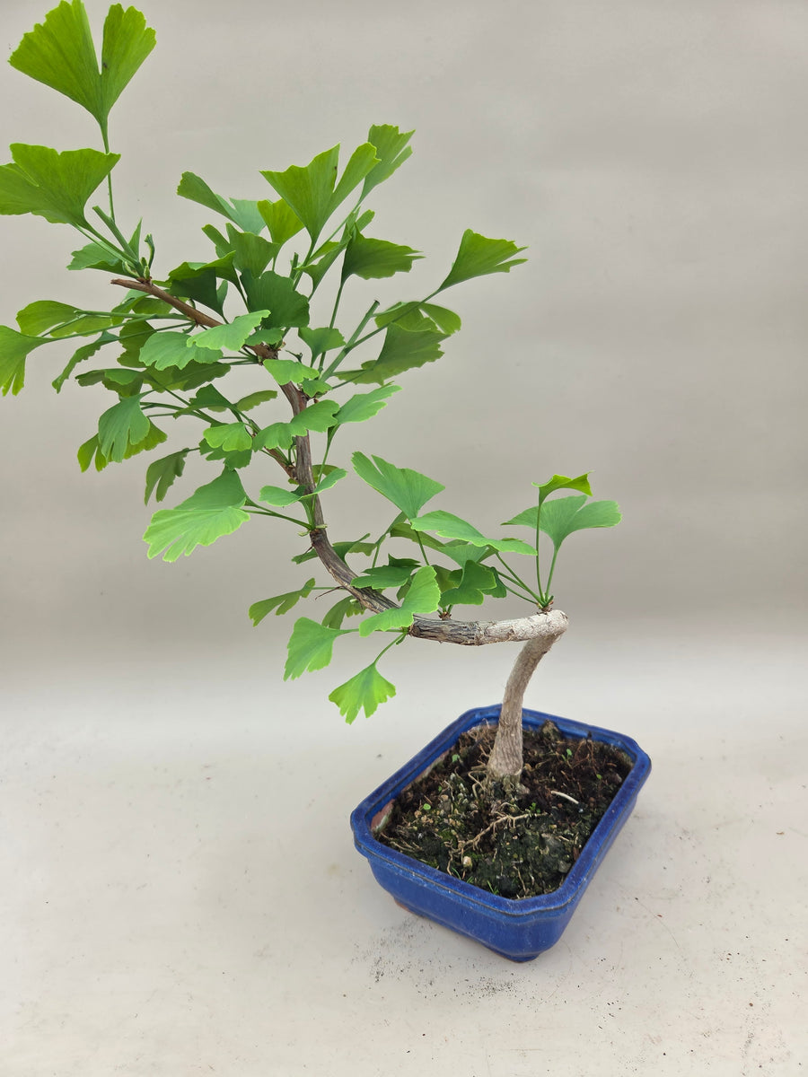Ginkgo biloba – Bonsai winkel