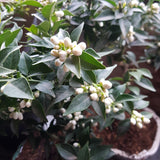 Bonsai Citrus myrtifolia mandarijn