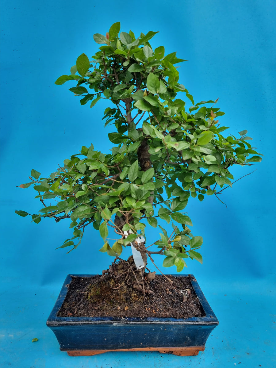 bonsai sageretia Bonsai Sageretia theezans – Bonsai winkel