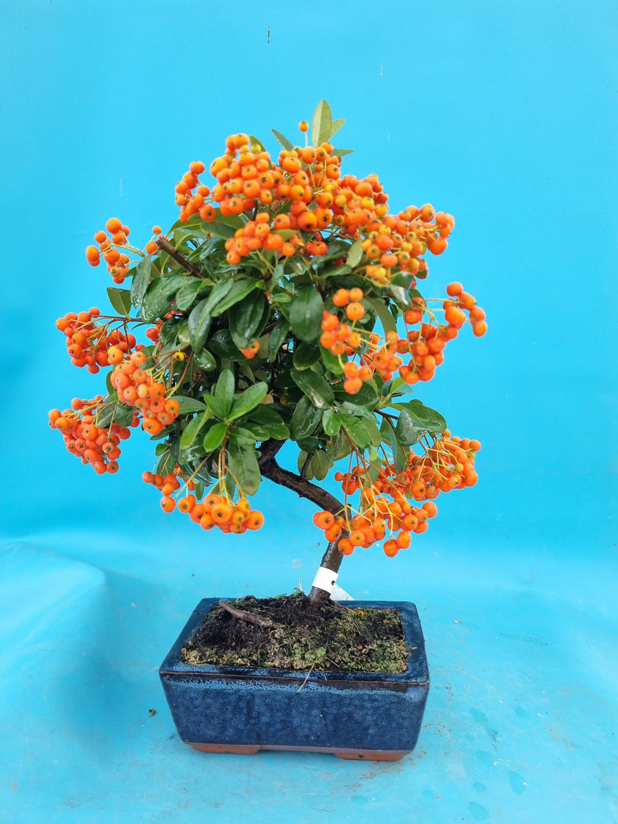 Bonsai Feuerdorn orange Beere – Bonsai winkel