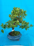 Bonsai Azalea