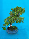 Bonsai Azalea