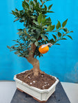 Bonsai Citrus myrtifolia mandarijn boom