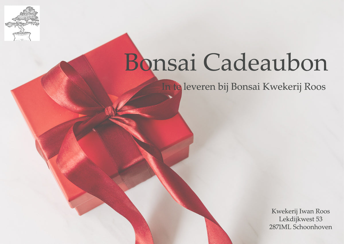 Bonsai-Shop-Gutschein – Bonsai winkel