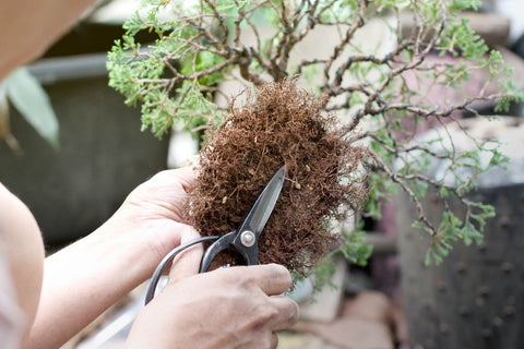 Hoe en wanneer moet ik bonsai boom verpotten