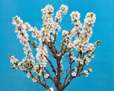 Prunus tomentosa