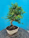 Bonsai Fraxinus