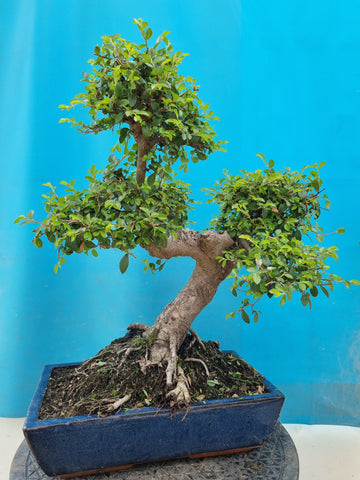 Bonsai Umus Parvifolia