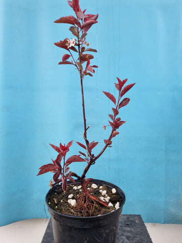 Bonsai Prunus cistena