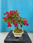 Bonsai weigela
