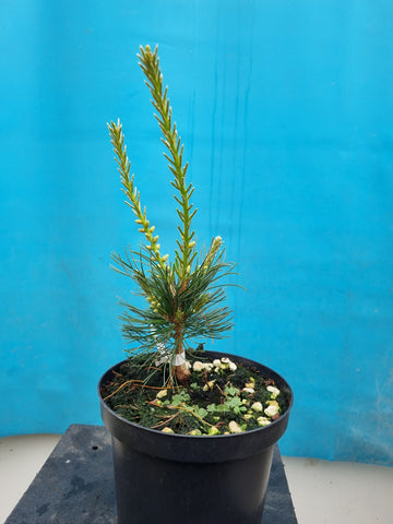 Bonsai uitgangs materiaal Pinus parviflora