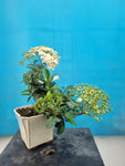 Bonsai Vuurdoorn oranje bes cascade