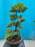 Bonsai Juniperus procumbens nana