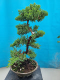 Bonsai Juniperus procumbens nana