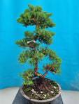 Bonsai Juniperus procumbens nana