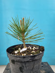 Bonsai uitgangs materiaal Pinus thun. corticosa