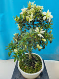 Bonsai Azalea witte bloem