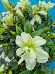 Bonsai Azalea witte bloem
