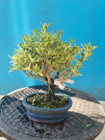 Bonsai serissa foetida bont bladig