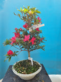 Bonsai Azalea himatsuri