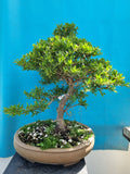 Bonsai Ilex crenata