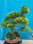 Bonsai Ilex crenata