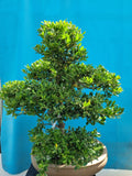 Bonsai Ilex crenata