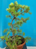 Bonsai pinus sylvestris