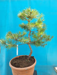 Bonsai pinus sylvestris