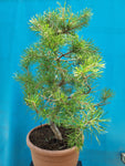 Bonsai pinus sylvestris