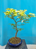 Bonsai Acer palm. mikawa yatsubusa