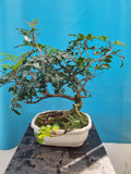 bonsai pistace