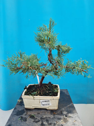 Bonsai Juniperus earl gray