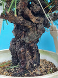 Bonsai Pinus thunbergii corticosa