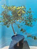 Bonsai startmateriaal sleedoorn