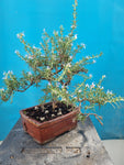 Bonsai rozemarijn