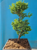 Bonsai cryptomeria