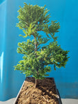 Bonsai cryptomeria