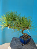 Pinus thunbergii