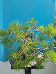 Bonsai pinus sylvestris yamadori