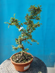 Bonsai cotoneaster