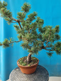 Bonsai Pinus parviflora