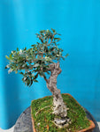 Bonsai Olijf yamadori