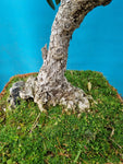 Bonsai Olijf yamadori