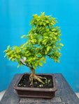 Bonsai liguster