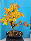 Bonsai Zelkova seratta